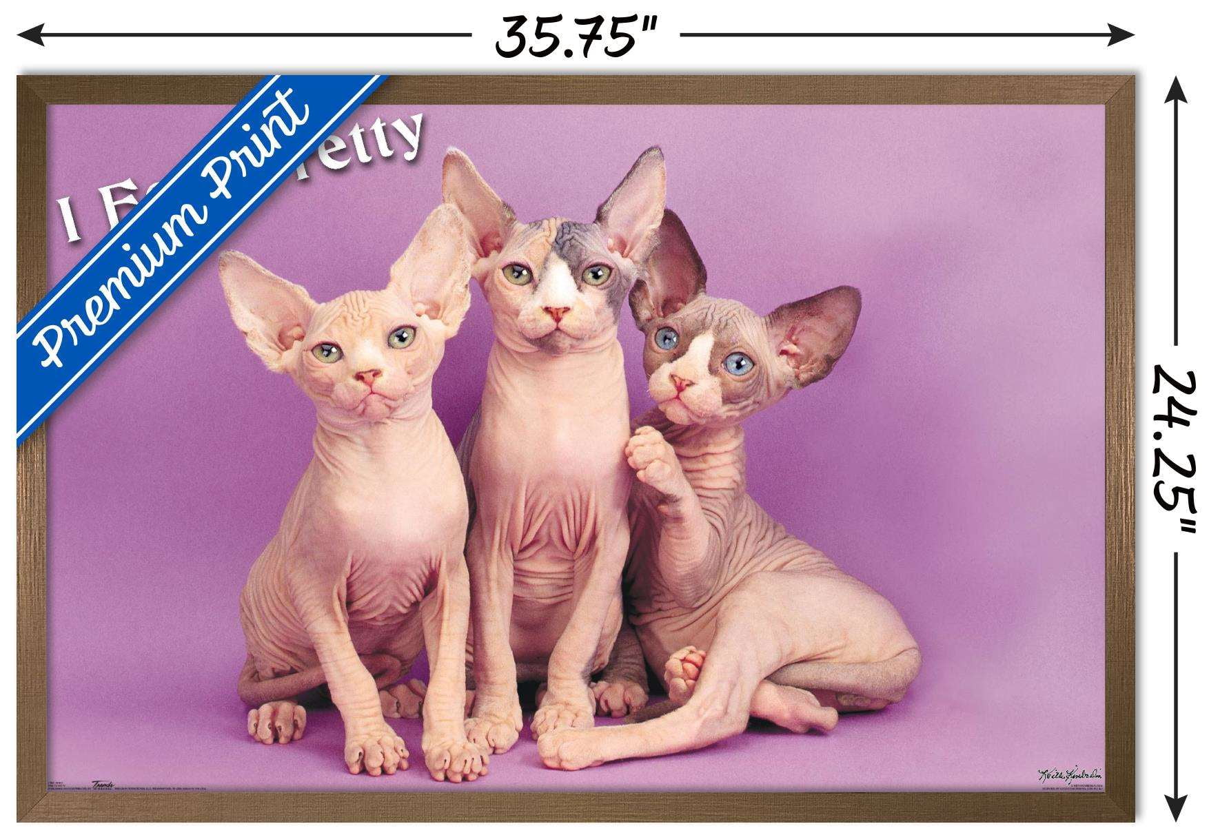 Keith Kimberlin - Kittens - Pretty Kitty Wall Poster, 22.375" x 34", Framed