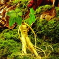 thumbnail image 2 of Semillas de ginseng, Semillas de ginseng Semillas de hierbas de ginseng de fácil cultivo Semillas de plantas de ginseng adaptadas para la perfección, 2 of 2