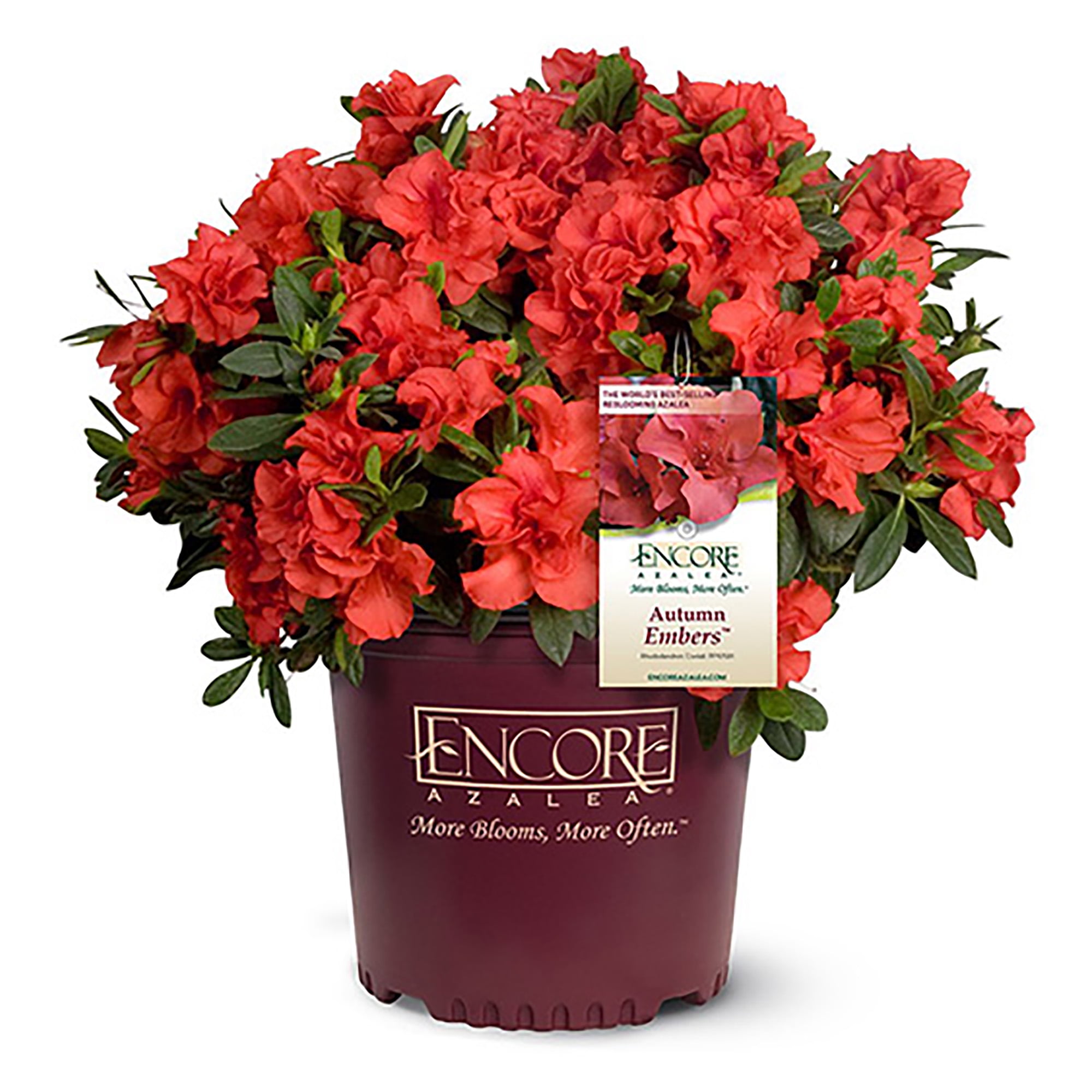 Encore Azalea Autumn Embers Live Shrubs