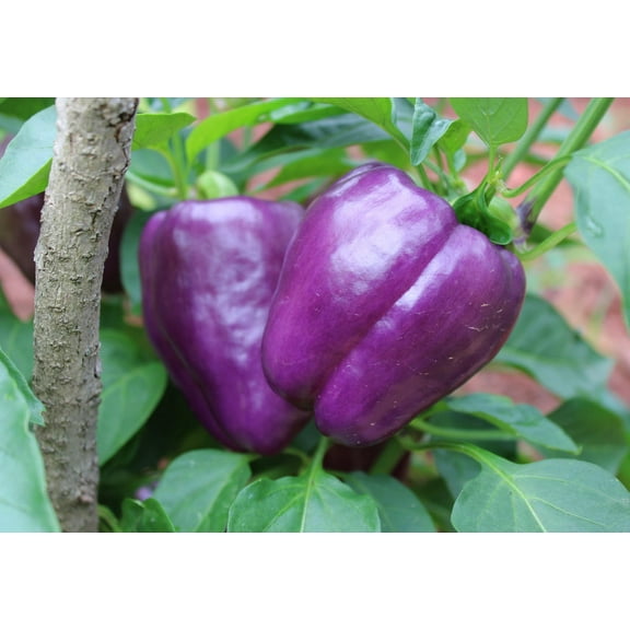 Purple Beauty Bell Pepper Premium Seed Packet