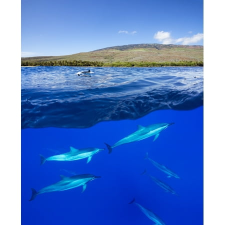 A split view of spinner dolphin (Stenella longirostris) below water and the island of Lanai above Hawaii United States of America Canvas Art - Dave Fleetham  Design Pics (14 x
