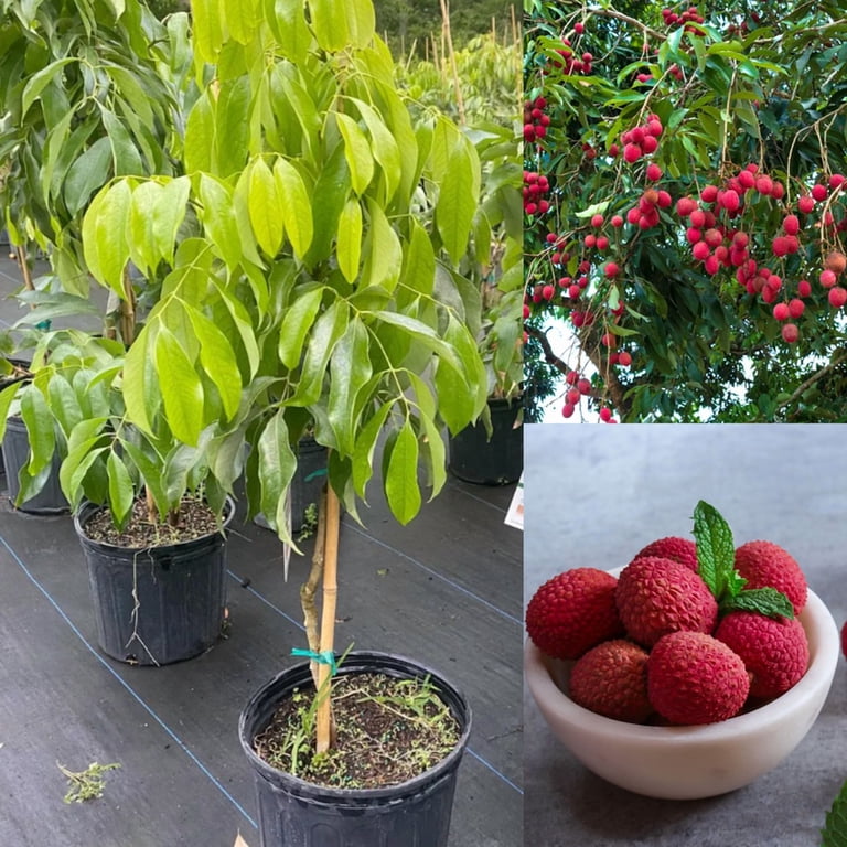 Tropical Lychee Fruit Tree, Live Litchi Plant 4-8 Height, Hardy Lychee Tree  for Gardening, Patio, Outdoor Planting - Walmart.com