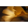 thumbnail image 2 of Crane, Rita 18x12 Black Ornate Wood Framed with Double Matting Museum Art Print Titled - Gingko Leaves I, 2 of 4