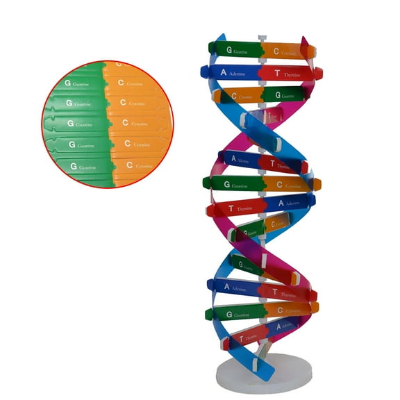NICEXMAS DIY Dna Double Helix Model Science Tool Durable for Analytical Thinking Practice