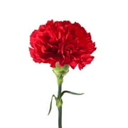 Red Carnations - Fresh Cut - 100 Stems