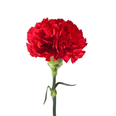 Red Carnations – Fresh Cut – 100 Stems Red Carnations – Fresh Cut – 100 Stems