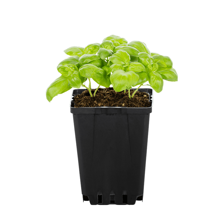 Expert Gardener 1PT Basil Live Edible Plant Sun 6-Pack - Walmart.com