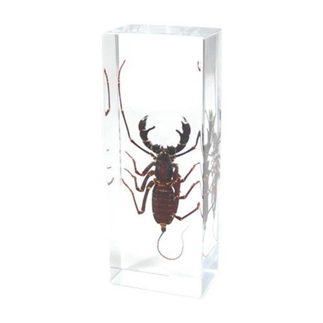 Real Insect Paperweight Black Scorpion