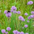 thumbnail image 2 of Allium Drought Tolerant Chives Herb Garden Plant Seeds For Xeriscape Gardens - 1/4 LB, 2 of 5