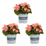 3 Pink Muhly Grass Plants in seperate 4 Inch Containers - Walmart.com
