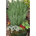 thumbnail image 3 of Rosemary Certified Organic 3.5” pot, 3 of 5