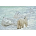 thumbnail image 2 of Jaynes Gallery 24x17 Black Ornate Wood Framed with Double Matting Museum Art Print Titled - Canada-Manitoba-Churchill Polar bear on rocky frozen tundra, 2 of 4