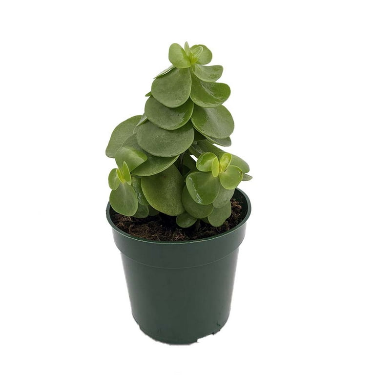 Ihi Hawaiian Jade Plant - Portulaca molokiniensis - 4" Pot - Easy Succulent