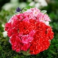 thumbnail image 7 of Luxtrada 2PCS 14.2'' Artificial Geraniums Silk Flowers Plants Home Outdoor Decor Garden Ruby Red (Pink), 7 of 7