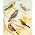thumbnail image 2 of W. A . Blakston 20x23 Gold Ornate Framed and Double Matted Museum Art Print Titled - Finches and Australian Waxbill (1878), 2 of 4