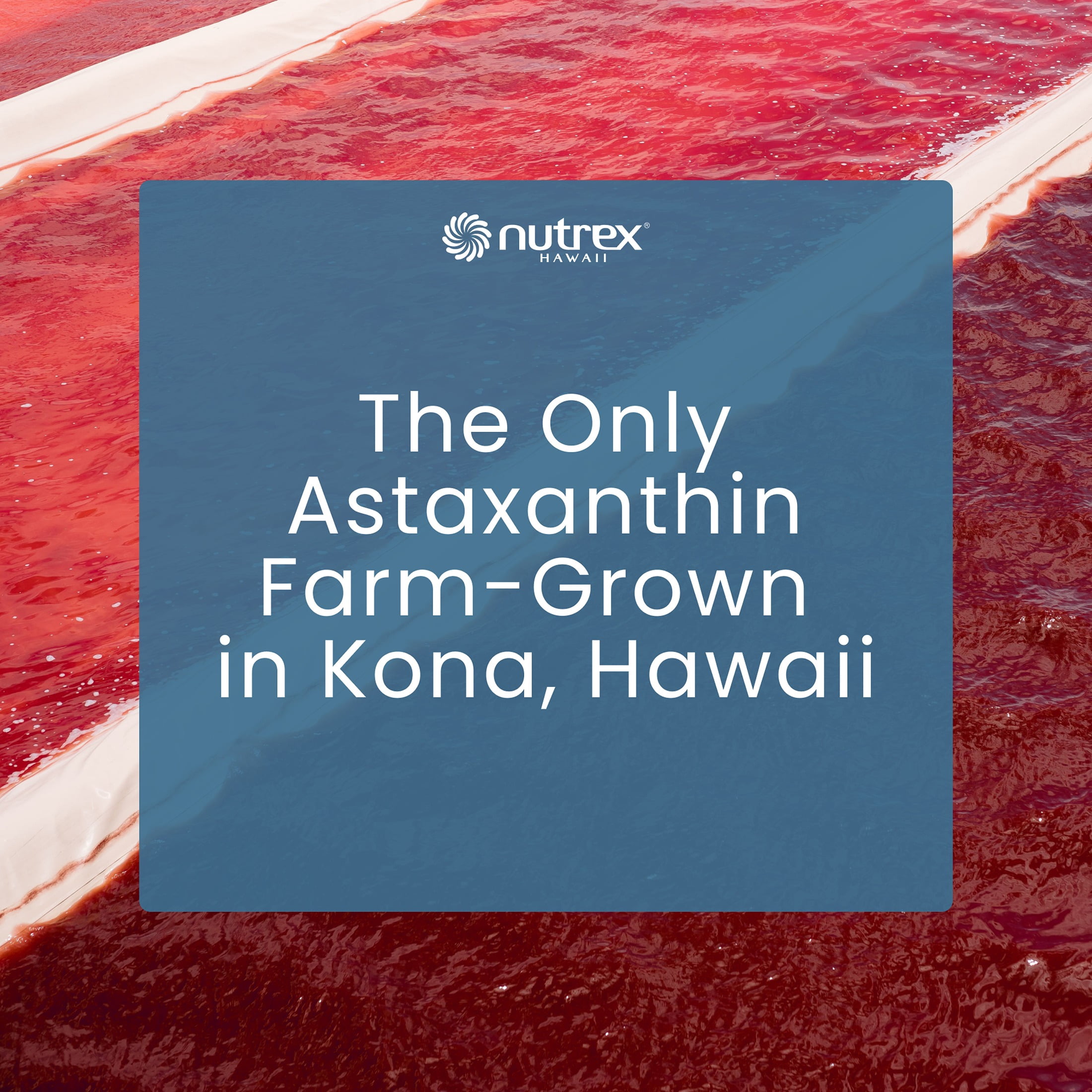 Nutrex Hawaii BioAstin Hawaiian Astaxanthin - Antioxidant Support for Skin and Immune Health - First-Class Microalgae Grown in Kona, Hawaii - Non-GMO and Gluten-Free- Vegan- 12mg Dosage, 75 Softgels