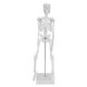 thumbnail image 2 of Modelo de esqueleto humano de 45cm, extremidades móviles, enseñanza anatómica, modelo de aprendizaje, suministros científicos, 2 of 5
