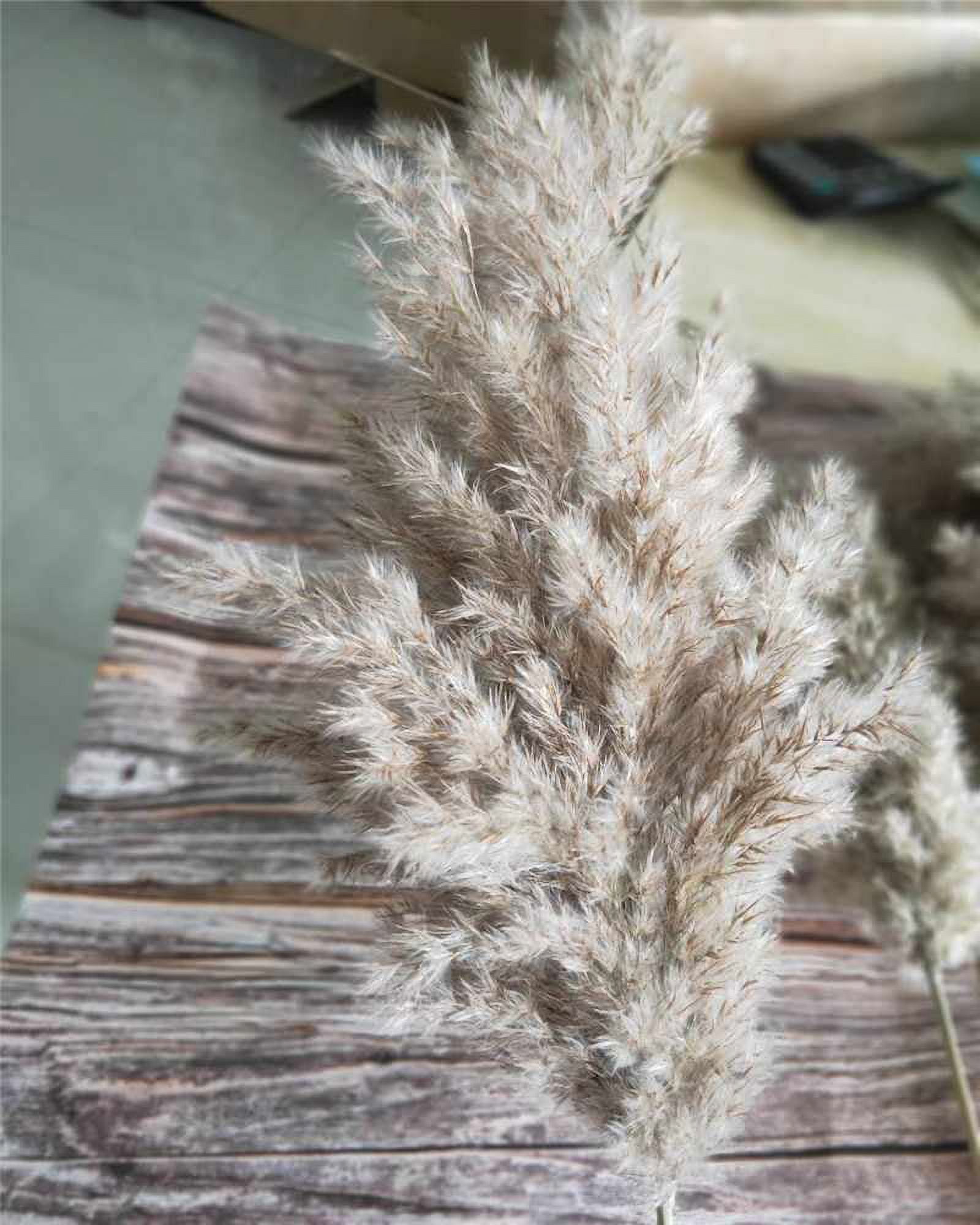 20 Pcs Dried Small Pampas Grass Decor Natural Phragmites Real Wedding Flower Bunch