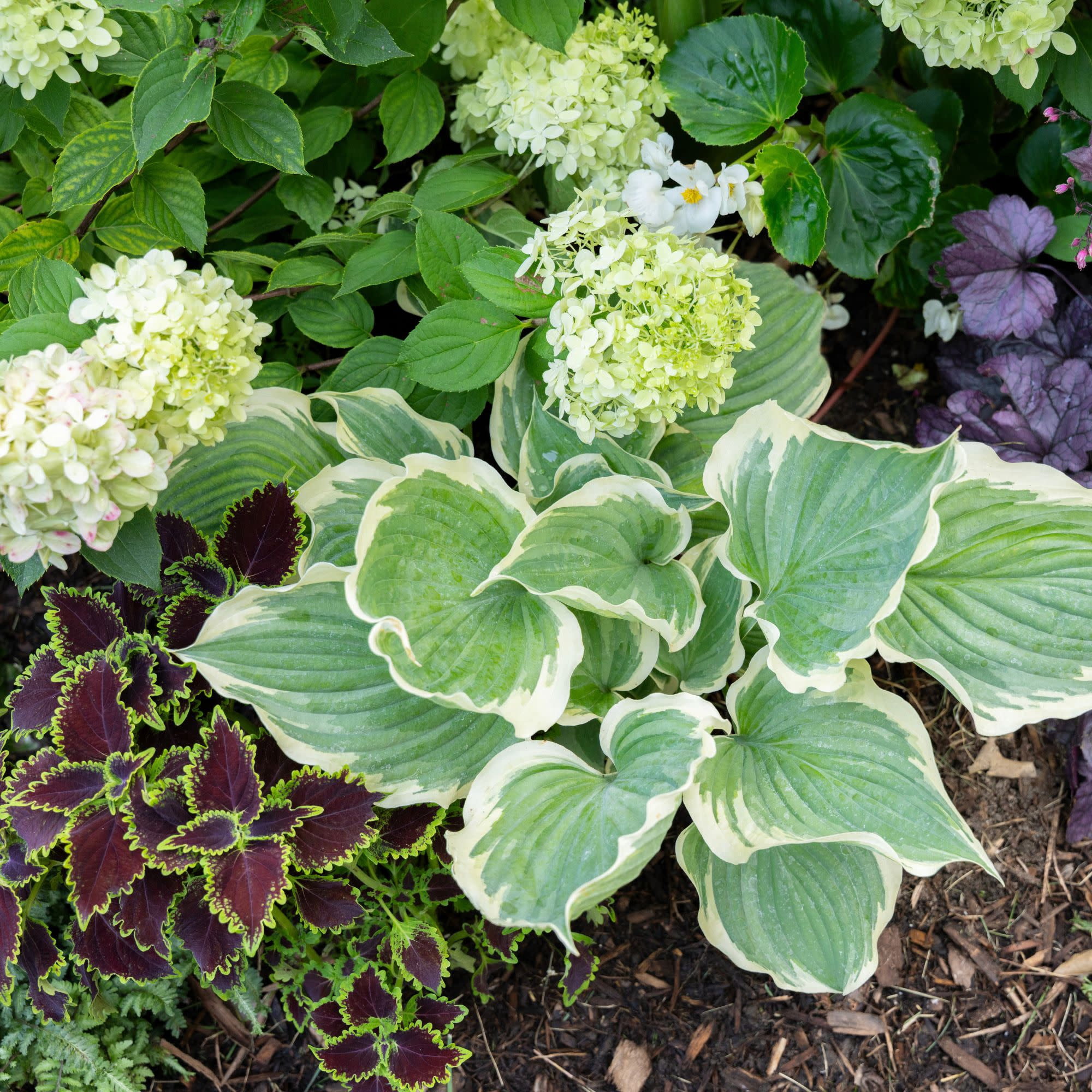 Proven Winners 4" Multicolor ColorBlaze Wicked Witch Coleus Live Plant in 4.25" Pot (4 Count)