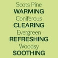 thumbnail image 4 of Plant Therapy Scots Pine Essential Oil 10 mL (1/3 oz) 100% Pure, Undiluted, Therapeutic Grade, 4 of 8