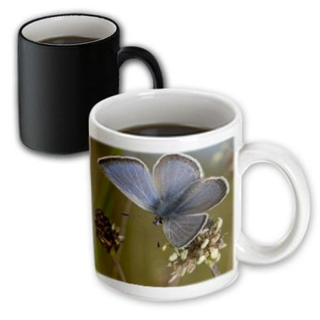 3dRose Raccoon wildlife, Fish Lake, Cascades, Washington - US48 RSC0180 - Roddy Scheer, Magic Transforming Mug, 11oz