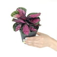 thumbnail image 5 of SUCCULENTS BOX 24" Calathea Rosy Roseopicta Live Plants in 4" Plastic Pots, Stunning Foliage, 5 of 5