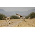 thumbnail image 2 of Young, Bill 24x15 White Modern Wood Framed Museum Art Print Titled - Running springboks in mid-jump, Palmwag, Namibia, 2 of 4