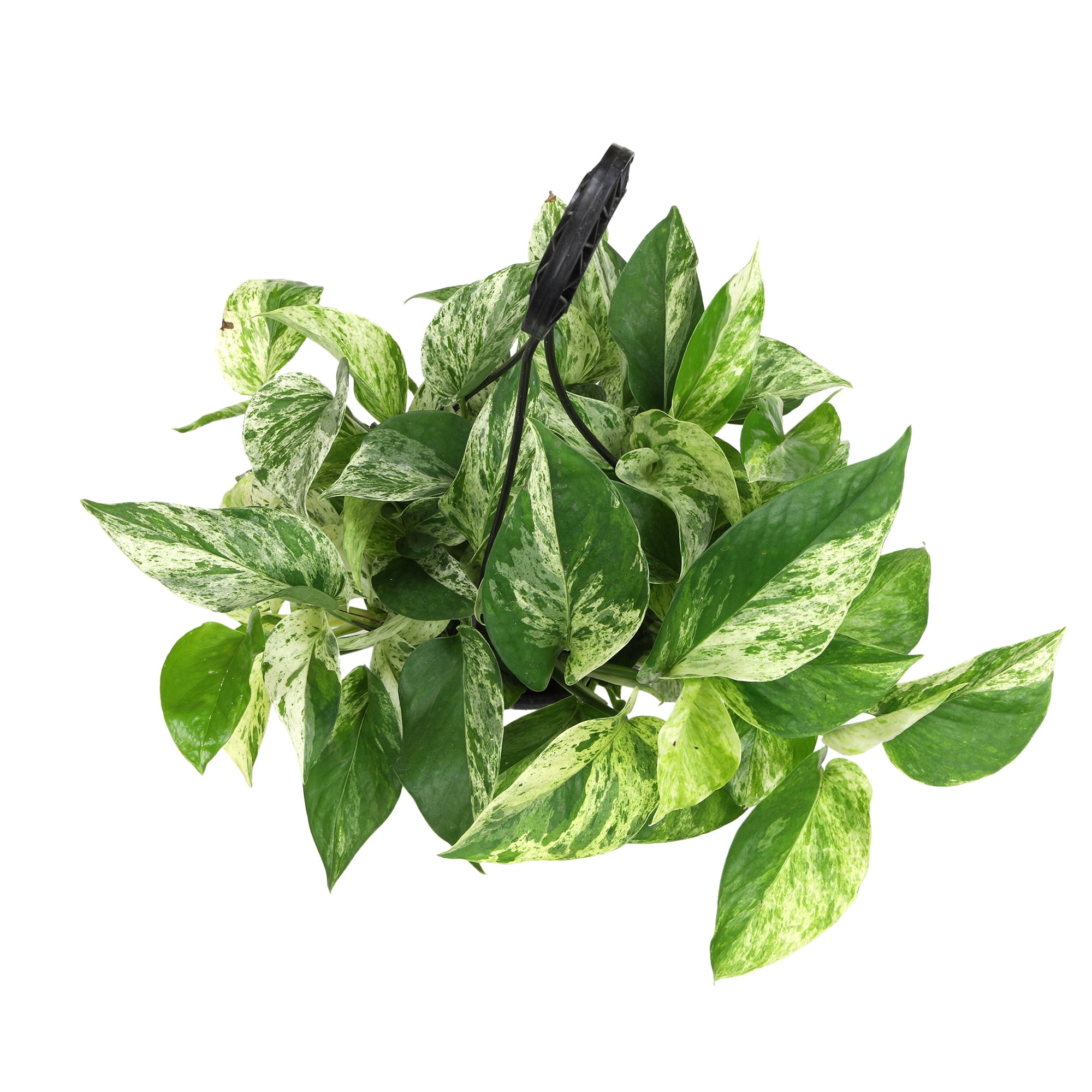 Expert Gardener by Altman Plants Marble Queen Pothos Houseplant, 6in. Hanging Pot; Filtered Light