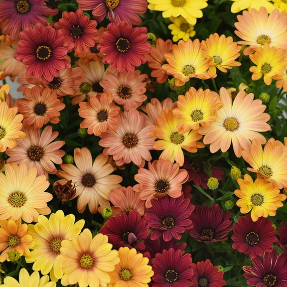 Osteospermum Akila Sunset Shades F1 Seed