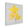 thumbnail image 2 of Trademark Fine Art 'Autumn Leaves Yellow II' Canvas Art by Dianne Miller, 2 of 3
