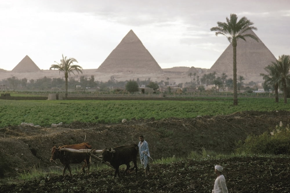 Egypt Farming, C1970. /Nfarmers Plowing Fields Along The Banks Of The