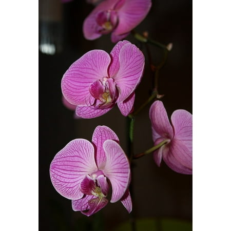Laminated Poster Nature Purple Orchid Blossom Flower Color Pink Laminated Poster Nature Purple Orchid Blossom Flower Color Pink Print 11 X 17
