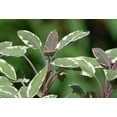 thumbnail image 2 of Clovers Garden Tricolor Sage Plant– Two (2) Live Plants – Not Seeds –Each 4"-7" Tall-in 3.5 Inch Pots, 2 of 5