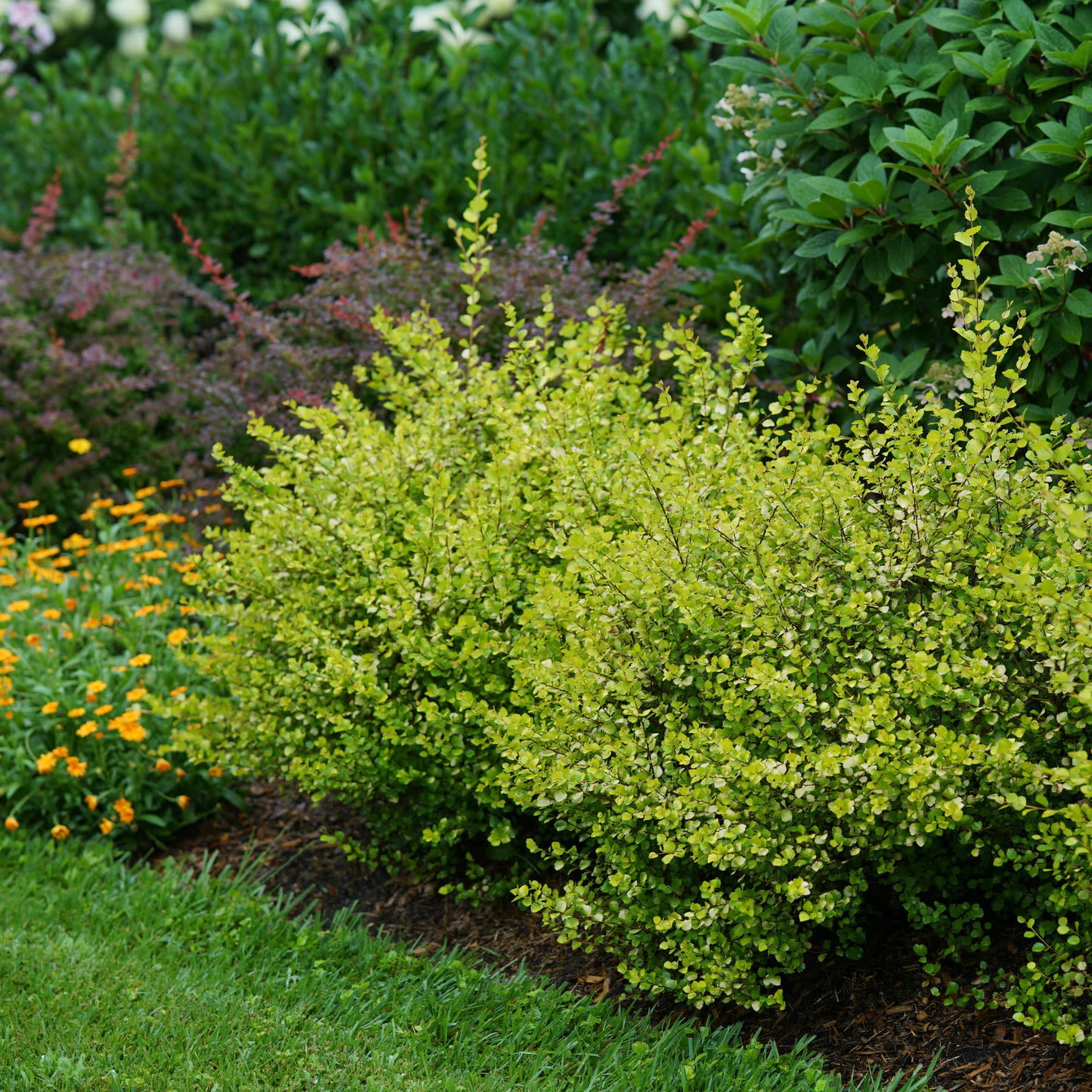 Proven Winners ColorChoice 5" Yellow Cesky Gold Dwarf Birch Live Plant in 4.5" Pot (4 Count)