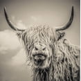 thumbnail image 2 of Art.com Highland Cattle Stretched Canvas Print Wall Art by Mark Gemmell, 30" x 30", 2 of 4
