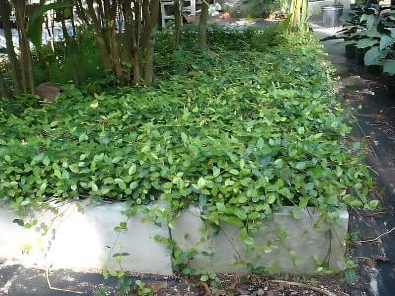 Classy Groundcovers, Asiatic Jasmine, Dwarf Asian Jasmine, Japanese Star Jasmine, Minima Jasmine, Yellow Star Jasmine (25 Pots, 3 1/4 inch square)