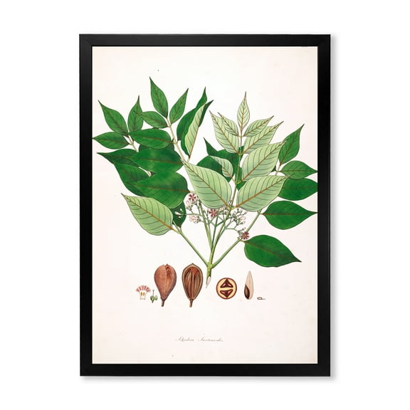 Designart 'Ancient Plant Life XII' Farmhouse Framed Art Print