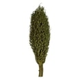thumbnail image 1 of Vickerman H2OSP150 22 x 7 Po. Gousses de Graines d'Olympia Vert Feuillage Moyen, 1 of 1