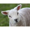 thumbnail image 2 of Close up of a lamb;Northumberland england Poster Print (34 x 26), 2 of 4