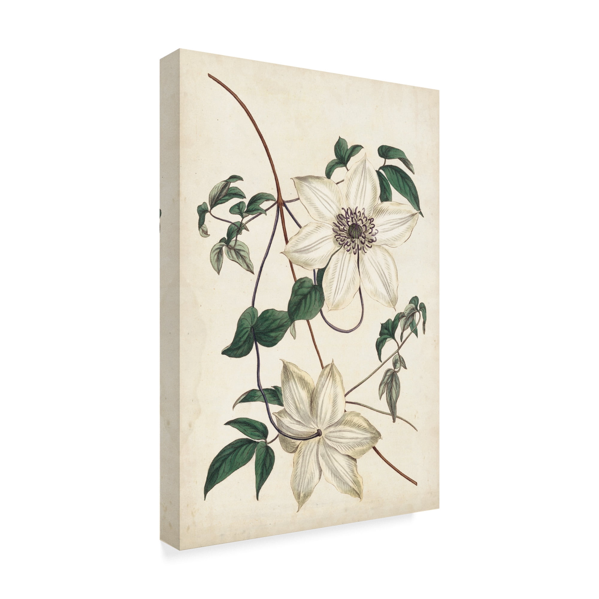 Trademark Fine Art 'Ivory Garden II' Canvas Art by Curtis