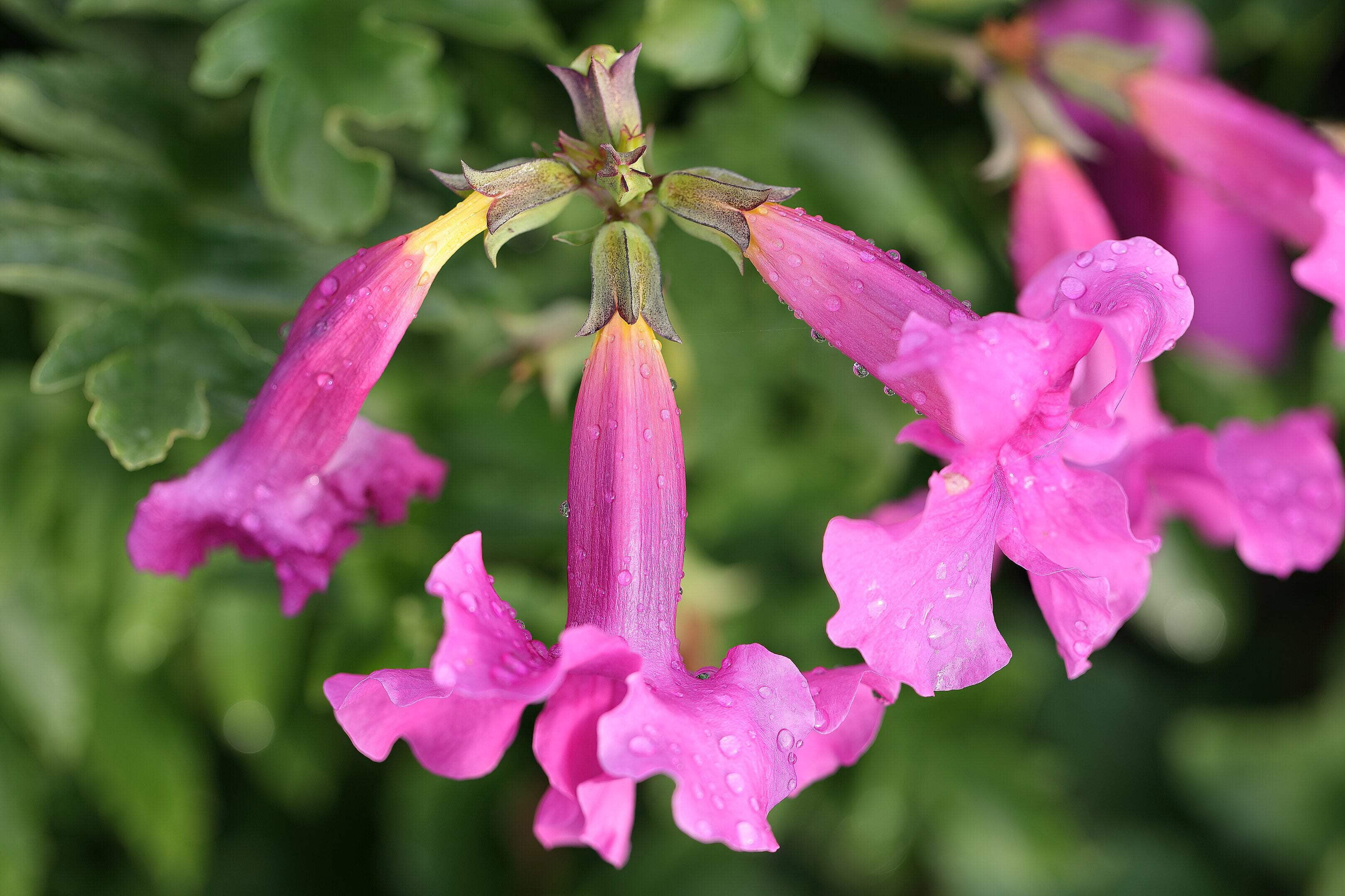 Seedville Incarvillea Delavayi Flower Seeds - Thumbnail 4