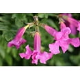 thumbnail image 5 of 10 Cheron PINK HARDY GLOXINIA Incarvillea Delavayi Flower Seeds, 5 of 9