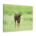 thumbnail image 2 of Antelope Hunting Antelope on Hunt Print Animal Wall Art Wildlife Canvas Prints Wall Art Ready to Hang Unframed, 2 of 18