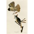 thumbnail image 3 of Vintage Apple Collection 16x24 Black Modern Framed Museum Art Print Titled - Great Crested Flycatcher, 3 of 5