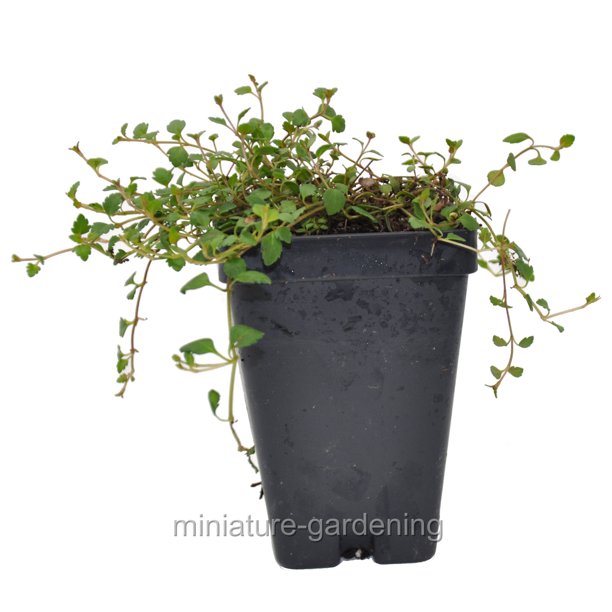 Veronica oltensis, Creeping Thyme Leaf Speedwell Ground Cover Walmart