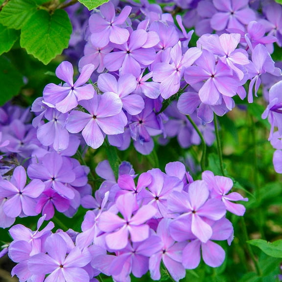 Blue Moon Tall Phlox Dormant Bare Root Flowering Perennial Starter Plant, One Plant per Offer