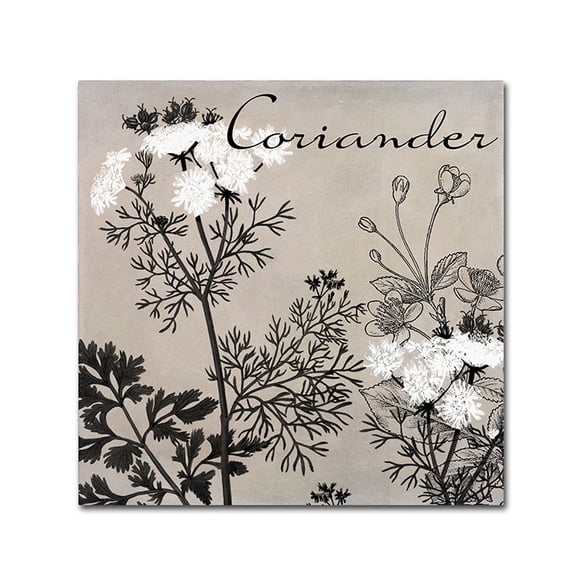 Trademark Fine Art "Flowering Herbs IV" Canvas Art by Color Bakery