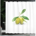 thumbnail image 3 of Ambesonne Green White Shower Curtain, Olives on Branch Leaves, 69"Wx70"L, Khaki and Ecru, 3 of 4