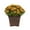 Orange, variant on Expert Gardener 1Gal Orange Garden Chrysanthemum Plant Decorative Square Pot Sun