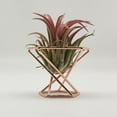 thumbnail image 4 of Soporte de exhibición Soidarity para plantas de aire de metal rosa estrella, 4 of 6